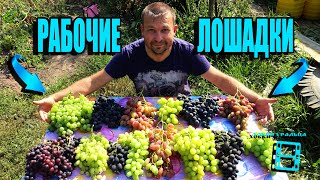 видео: 15 ЗОЛОТЫХ СОРТОВ ВИНОГРАДА, ОТ КОТОРЫХ НИКОГДА НЕ ИЗБАВЛЮСЬ. СЕВЕРНЫЙ ВИНОГРАДНИК 21-21 картинка: 15 ЗОЛОТЫХ СОРТОВ ВИНОГРАДА, ОТ КОТОРЫХ НИКОГДА НЕ ИЗБАВЛЮСЬ. СЕВЕРНЫЙ ВИНОГРАДНИК 21-21