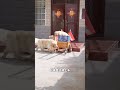 This Dog ЁЯРХ Helps His Owner But She Doesn T Thank Him ЁЯШЦ Foryou This Dog ЁЯРХ Helps His Owner But She Doesn T Thank Him ЁЯШЦ Foryou