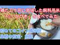 ニワトリのエサ用に去年栽培初挑戦した飼料用米「ふくひびき」を食べてみた、初めてのコイン精米所、養鶏のもみ殻活用、果樹の剪定と施肥【家庭菜園・農業・自給自足】