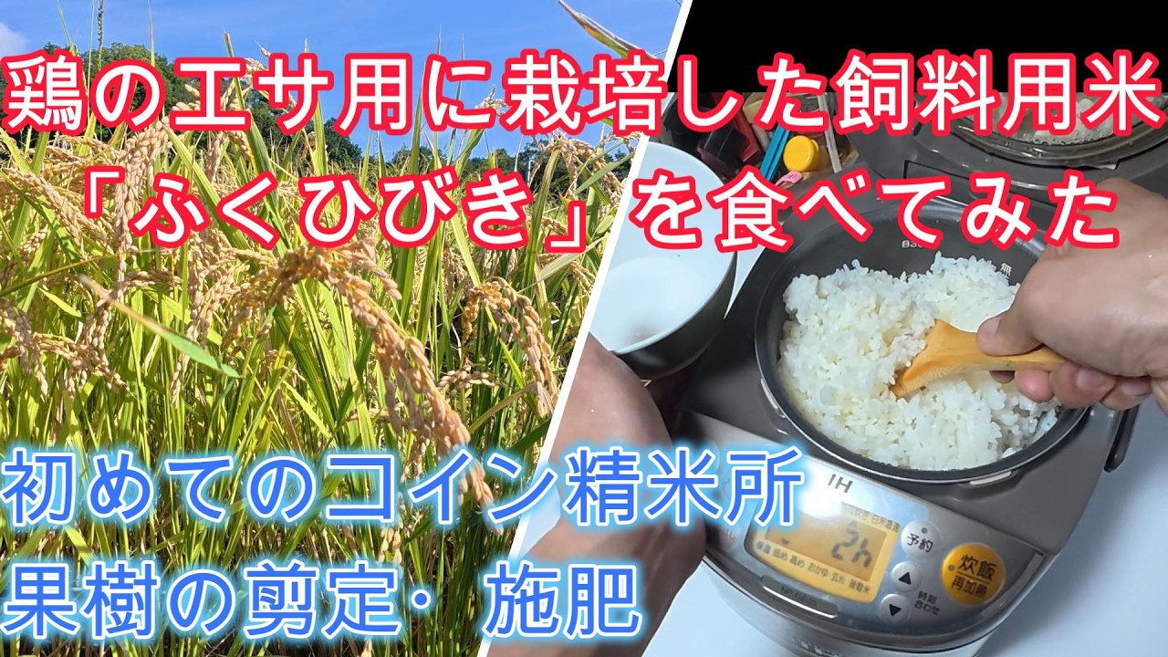 ニワトリのエサ用に去年栽培初挑戦した飼料用米「ふくひびき」を食べてみた、初めてのコイン精米所、養鶏のもみ殻活用、果樹の剪定と施肥【家庭菜園・農業・自給自足】