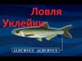 Диалоги о рыбалке -131- Крупная уклейка на удочку.