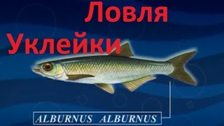 видео: Диалоги о рыбалке -131- Крупная уклейка на удочку. картинка: Диалоги о рыбалке -131- Крупная уклейка на удочку.