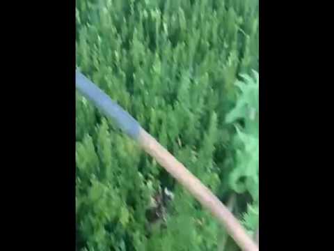 Самшит (буксус) для бордюрных дорожек 15см