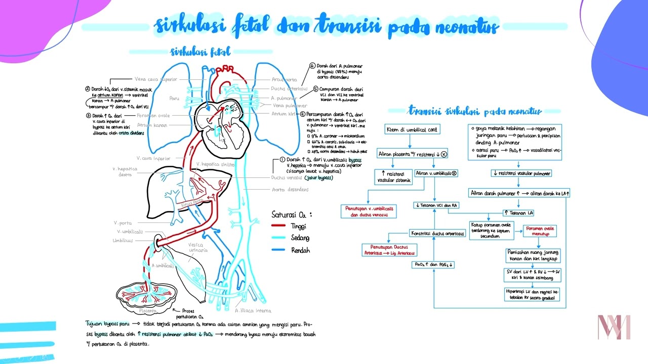 Sirkulasi Fetus dan Transisi pada Neonatus