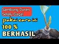 SOLUSI SAMBUNG DURIAN YANG SELALU GAGAL || Sambung Bonggol Durian