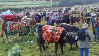 PASEO DE YUNTAS EN HONOR A SAN ISIDRO LABRADOR, COSTUMBRE ANCESTRAL DEL DISTRITO DE CHUGAY-REPORTAJE