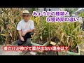 みょうがの茎だけが伸びて蕾が出ない理由は?(9月17日)夏みょうがと秋みょうがの違いは?