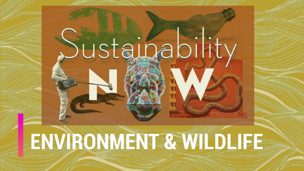Sustainability NOW | Sustainable Living for a Greener Future