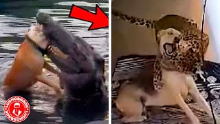 ESTO ES LO QUE SUCEDE CUANDO UN ANIMAL SALVAJE SE ENCUENTRA CON TU MASCOTA by luchosback 9,320 views 1 month ago 17 minutes