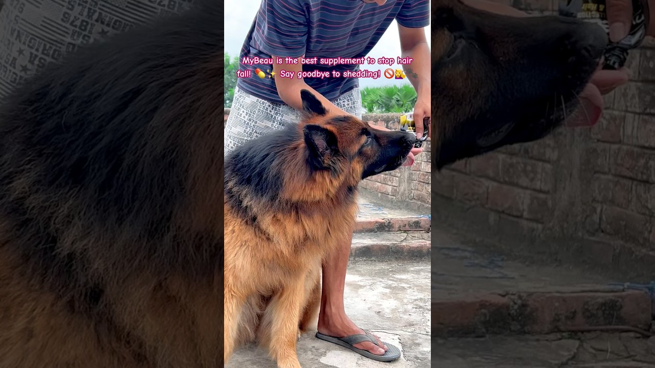 MyBeau is the best supplement to stop hair fall | German shepherd long hair | 