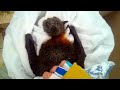 Rescuing a flying-fox trapped on a balcony:  this is Roo