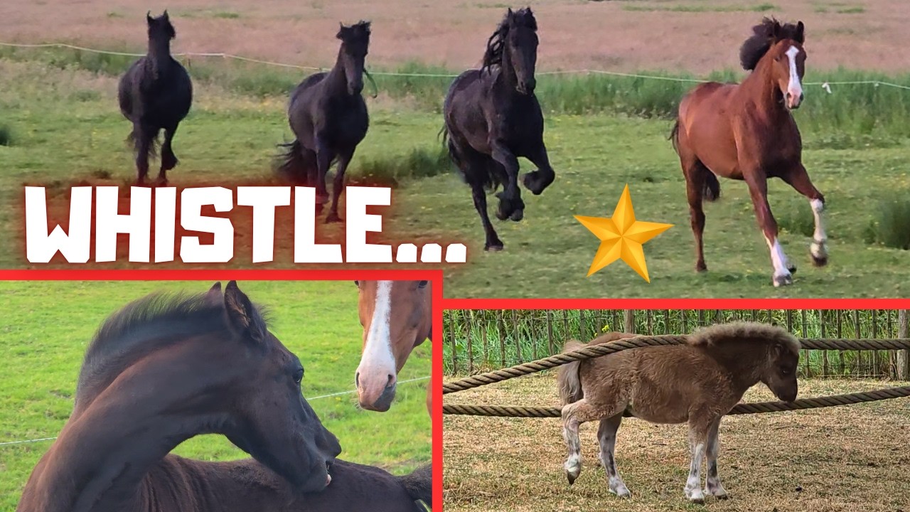A Newborn Foal, Full Speed Driving😉 & Visiting Yfke! So Much Happening! | Friesian Horses