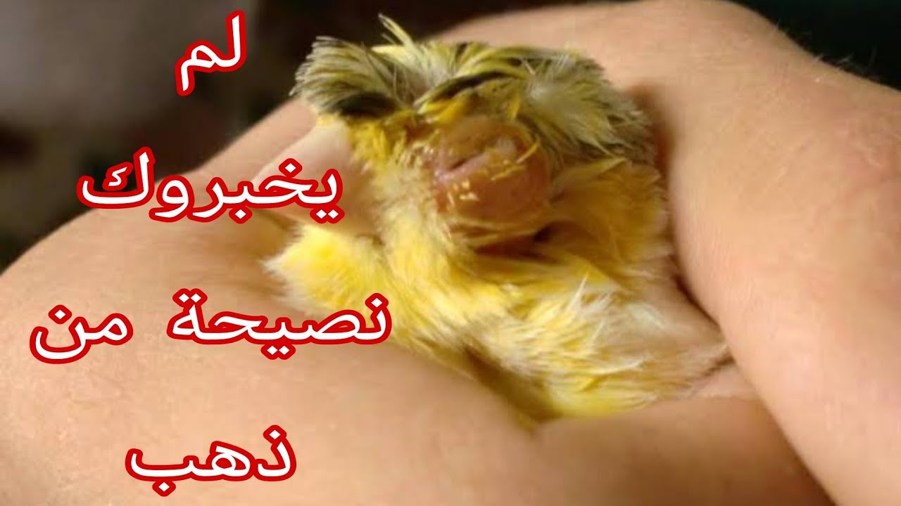 لن تمرض طيورك بعد اليوم بإذن الله