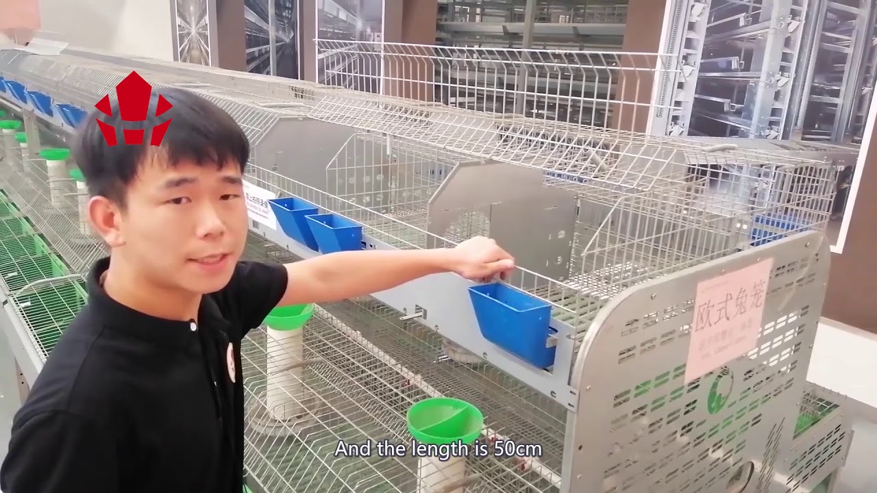Rabbit parents cage Introduction YouTube