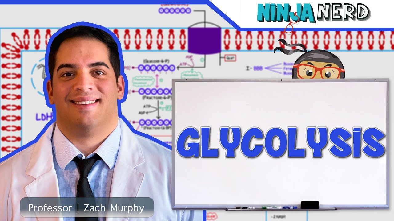 nerd etf Update New Metabolism | Glycolysis