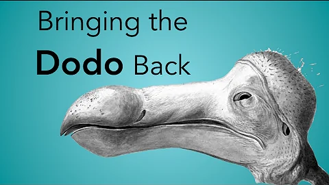 Could dodo birds still exist?