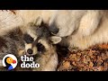 Raccoon Loves To Jump In His Mom’s Lap | The Dodo