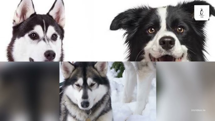 Border Collie Siberian Husky Mix: Everything You Need To Know Breed -  Youtube