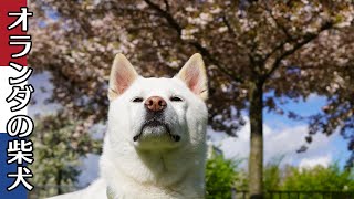 柴犬柿丸 八重桜満開のドッグラン【オランダ / 環境音 / 4K】KakiMaru the Shiba Inu