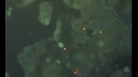 SAW - pulsatile flow