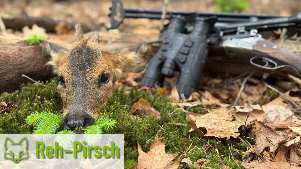 Auf Reh-Pirsch mit dem neuen Habrok 4k