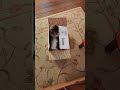 Zuzu in a box #SHORTS #catsofyoutube #CATS #catsvideo #CATVIDEO #catslover #catsshorts