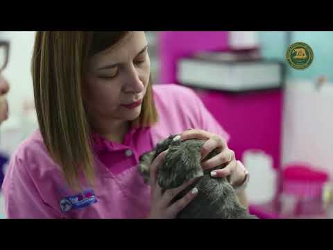 Video: Los 'accidentes' Veterinarios Ocurren (solo Somos Humanos)