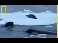 Un phoque encercl par des orques