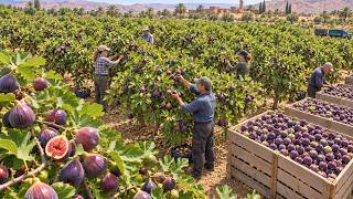 America’s Food Powerhouse — How 10 Billion Pounds of Crops Are Harvested Every Year