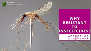 What Makes Anopheles Stephensi Resistant To Insecticides? Ogrexpert