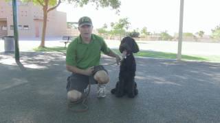 How To Prevent and Stop Dog Barking by Dog Guru 4,836 views 11 years ago 2 minutes, 29 seconds