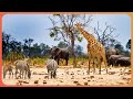 Sounds Of The Safari Across The Beautiful Savannah | Amazing Animals | Real Wild