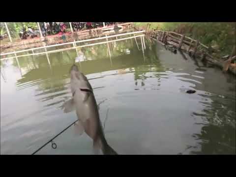Umpan Ikan Mas Hanya 4 Bahan Bagus Untuk Harian