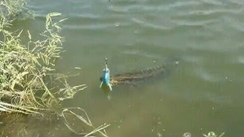 Câu cá lóc ở nhật bản 1,5kg. _ hồi hộp và đầy kịch tính