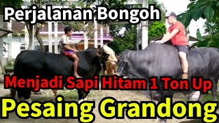 Perjalanan Bongoh Menjadi Sapi Hitam 1 Ton Up Pesaing Grandong