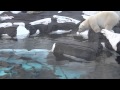 POLAR BEAR  fishing/Белый медведь ловит рыбу