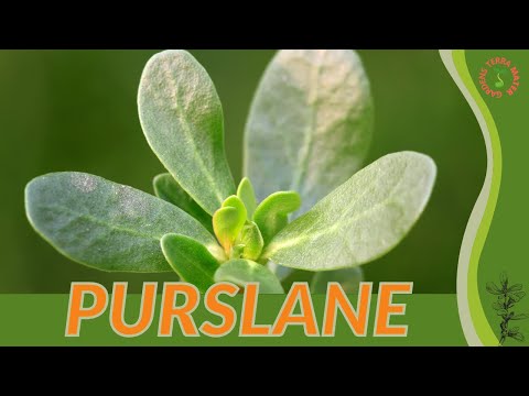 Video: Growing Purslane: How To Grow Edible Purslane In The Garden