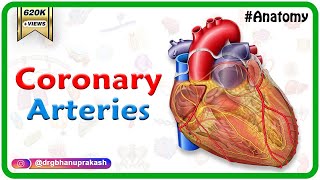 Coronary arteries Anatomy / Blood supply of Heart /  Arterial supply of heart : Animation