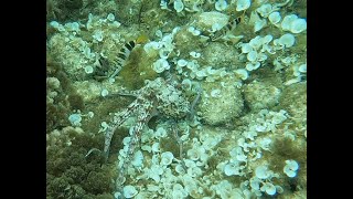 Octopus, Barracuda and John Dory