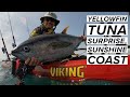 Sunshine Coast Yellowfin Tuna Surprise : Kayak Fishing