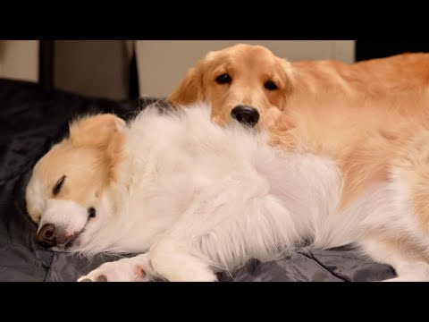 猛暑に最悪なトラブル発生!! 犬と猫を連れて避難しました…【#ボーダーコリー#ゴールデンレトリバー】