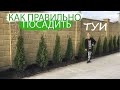 ТУИ | КАК ПОСАДИТЬ ТУИ ПРАВИЛЬНО