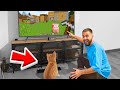 Jai appris  mon chat  jouer  minecraft  jai russi