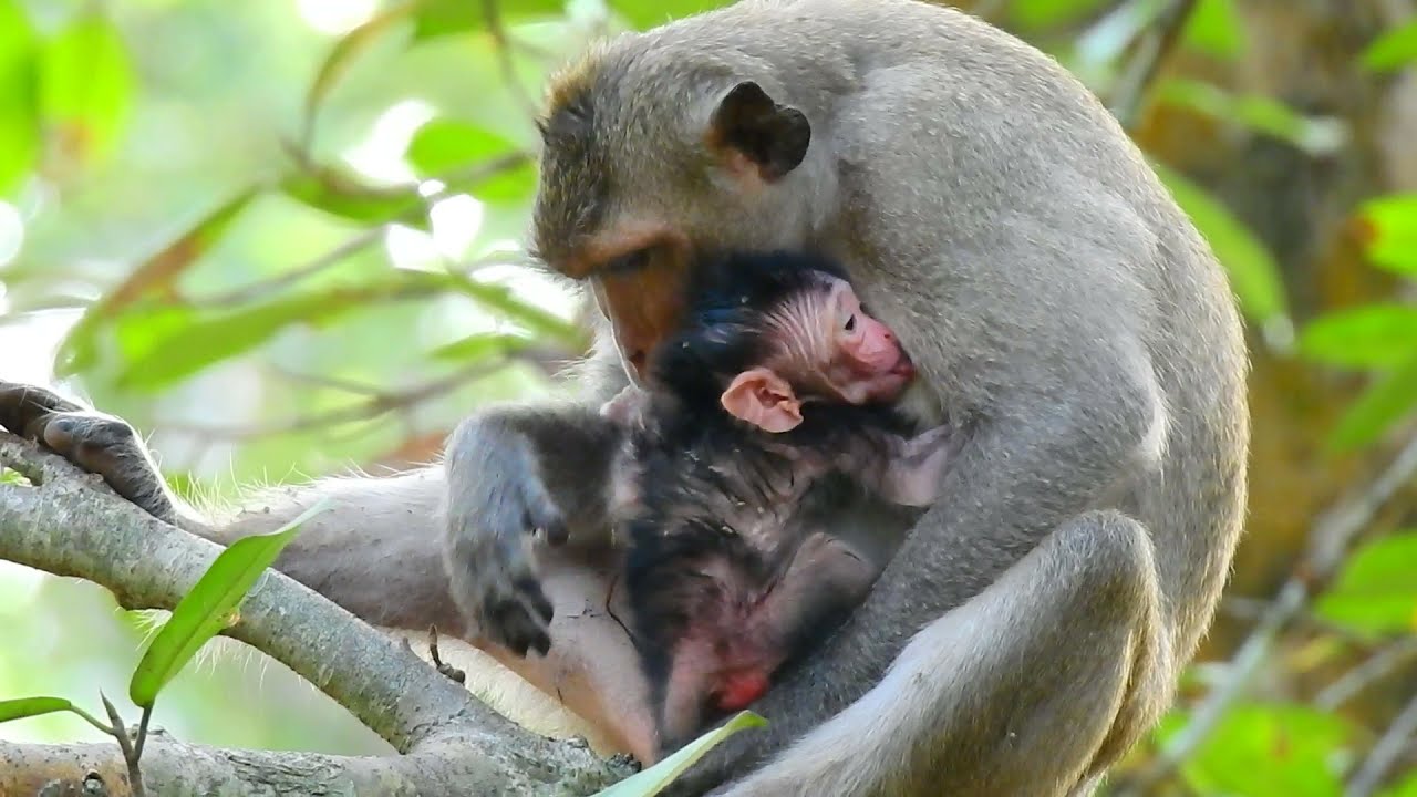 Monkey SPRING become a first mom in her life. She is try keep bb safe and Feed milk to baby.