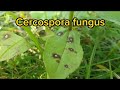 Cercospora fungus attacks plants  diseases control