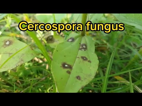 Video: Cercospora fungus - Cercospora մրգային բծերի պատճառները և բուժումը