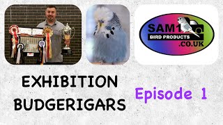 SAM1 Exhibition Budgerigars : Episode 1