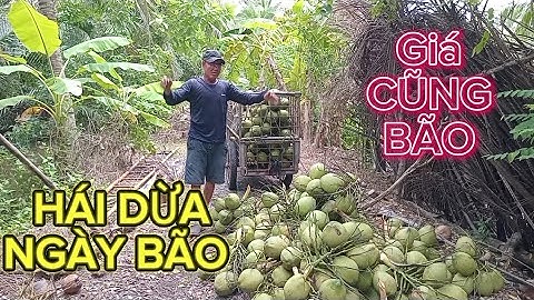 Nay Quốc dừa hái dừa ngày mưa bão .giá dừa cũng bão luôn #quocduavlog 