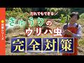 きゅうりの苗を植えていきます。が、ウリハムシがきてしまいました・・