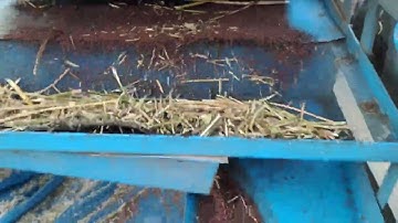 MUSTARD SEED PROCESSING IN FIELD||#shorts #youtubeshorts #shortvideo